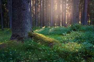 Sunset in the summer forest in north of europe, mosses and tree trunks with sun rays