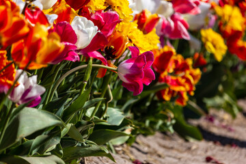 tulips in the garden
