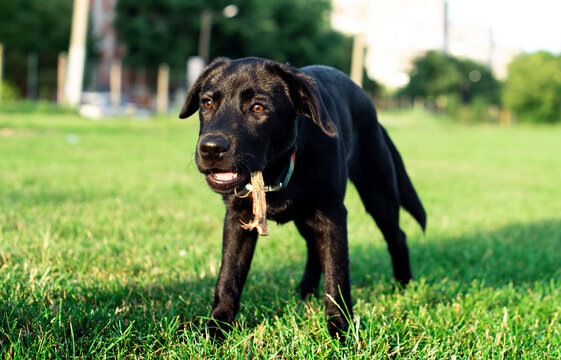 Labrador dog. A black dog stands with a stick in its mouth on a background of green blurred grass. A beautiful dog. The photo is blurred