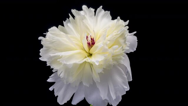 Timelapse of white peony flower blooming on black background. Blooming peony flower close-up. Wedding backdrop, Valentine's Day concept. Mother's day, Holiday, Love, birthday
