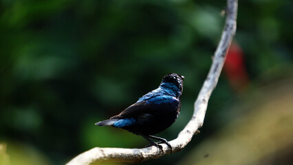 Obraz premium Bird On Branch
