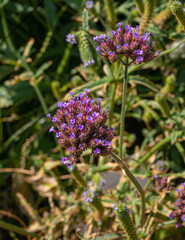 Tuberous Vervain purple flowers (Verbena rigida), Verbenaceae.