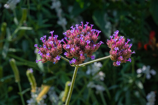 Tuberous Vervain purple flowers (Verbena rigida), Verbenaceae.