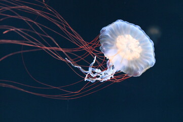 水中を元気に泳ぐヤナギクラゲ
