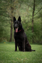 Obraz na płótnie Canvas black shepherd dog is sitting in a clearing against the background of a green forest