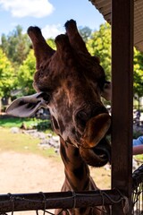 A close up portrait of a giraffe licking a post of a bridge in a zoo with its long tongue. The big mammal animal has a long neck, horns and brown spots all over its white fur.