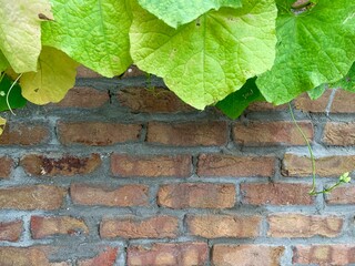 Concrete rough wall with plants  texture background 