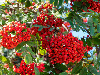 Rowan berries on rowan tree. Sorbus aucuparia.