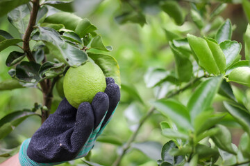 lemons in the natural garden