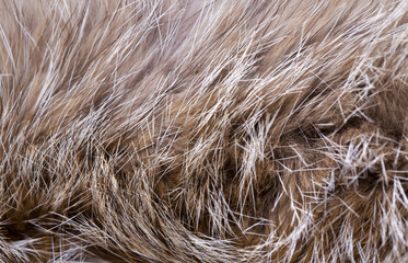 Animal fur close up. Background of gray sable and red fox or chinchilla wool, pile fur texture.