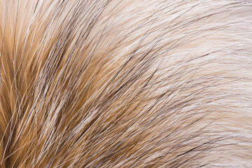 Animal fur close up. Background of gray sable and red fox or chinchilla wool, pile fur texture.