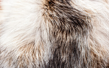 Black fox fur close up. Background of gray animal fur chinchilla, texture of fur pile.