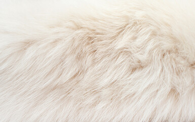 White animal fur. Weasel or cat hair. Fur clothes, white fur coat close up.