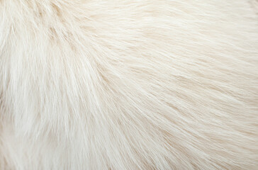 White animal fur. Weasel or cat hair. Fur clothes, white fur coat close up.