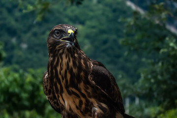 Mountain eagle close-up looking to the side. The bird opened its mouth. Bird of prey in natural habitat
