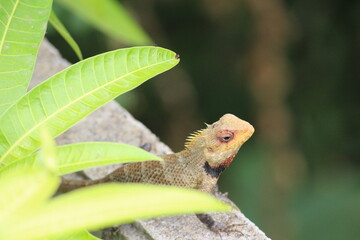 close up of a lizard