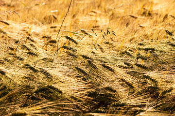 A close-up of grain ears under the harsh summer sun light. Summer. Day.