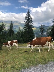 Fototapeta na wymiar Beautiful Alpine cows walking in mountain forest near Mürren and Lauterbrunnen, Swiss Alps, Switzerland, summer 2022. Bestl Swiss landscape photos and top Switzerland tourist places. Alpine farming