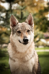 portrait of a Czechoslovak wolf dog