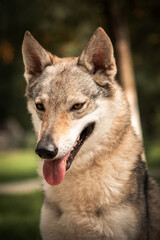 portrait of a Czechoslovak wolf dog