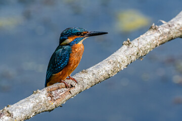 Juvenile Kingfisher