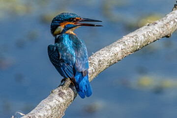 Juvenile Kingfisher