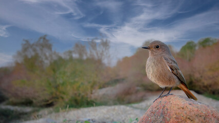 bird on a rock