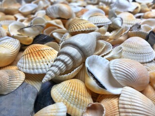 Summer background pattern from seashells. Shell close-up. Ocean coast. Seashells background. Top view.