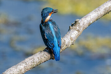 Juvenile Kingfisher