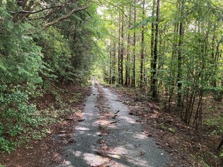 Fototapeta premium path in the woods