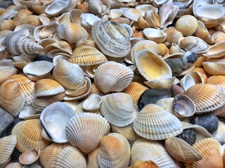 Summer background pattern from seashells. Shell close-up. Ocean coast. Seashells background. Top view.