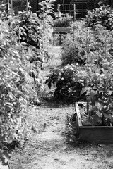Local late summer community garden in black and white monochrome.