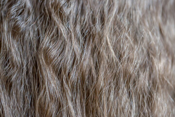 Background hair light brown closeup. Female long blond hair close-up as a background. Beautifully laid wavy shiny curls.Hair coloring. Hairdressing procedures. Copy space with space for text.