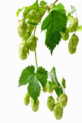 Twig of green hops climbing plant isolated on white