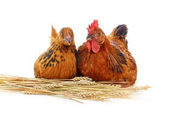 Chicken and rooster with ears of wheat.