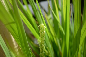 イネの花
