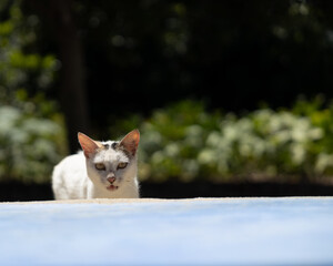 white cat walking towards camerq