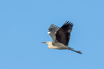 White-necked Heron in Northern Territory Australia