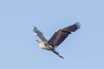 White-necked Heron in Northern Territory Australia