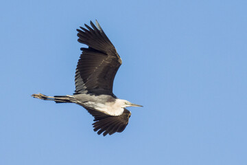 White-necked Heron in Northern Territory Australia