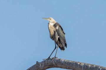Obraz premium White-necked Heron in Northern Territory Australia