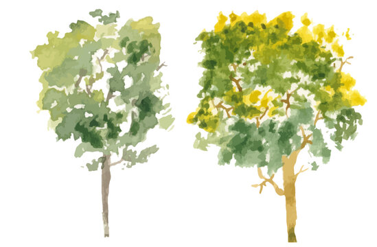 Vector hand drawn tree watercolor illustration on white background.