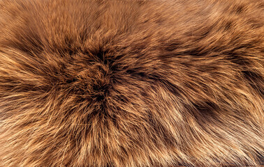 Animal fur close up. Background of gray sable and red fox or chinchilla wool, pile fur texture. - obrazy, fototapety, plakaty