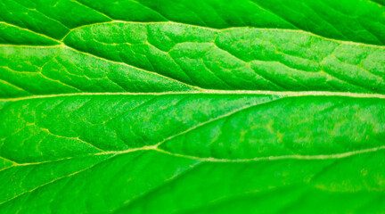 texture of fresh green leaf macro