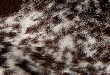 Beautiful spotted fur close-up. Texture of brown animal wool. Dog fur.