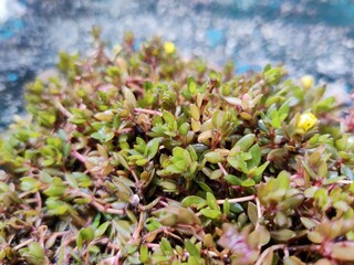 Green 💚 plant love 