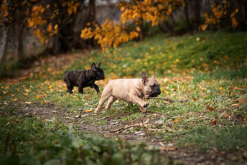 two small French bulldog puppies run through the autumn park