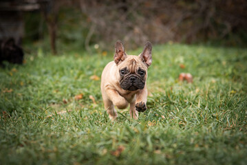 kleiner Kitzwelpe einer französischen Bulldogge läuft in einem Herbstpark