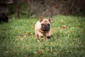 Peel and stick wall murals French bulldog small fawn puppy of a French bulldog runs in an autumn park