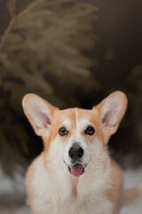 Happy Welsh Corgi Dog running outdoors in the snow Portrait